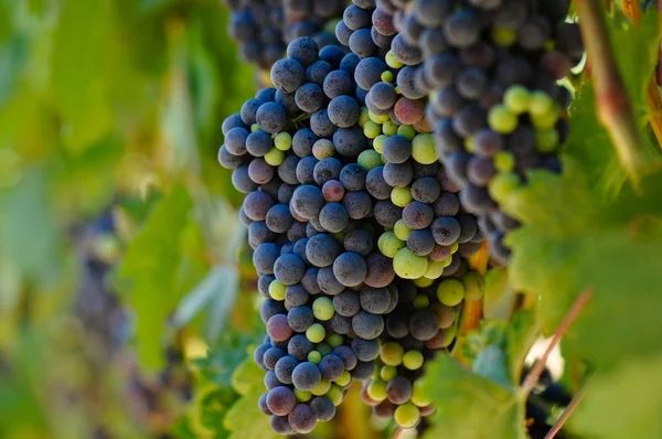 Vörös szőlő a szőlőn — Stock Fotó