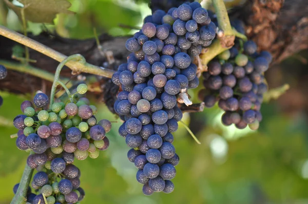 Красный виноград на лозе — стоковое фото