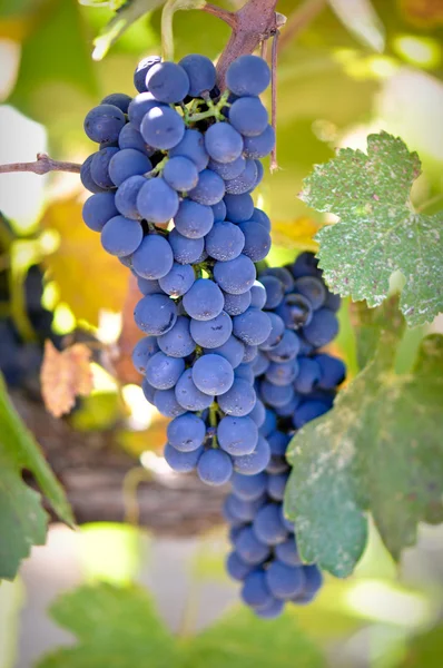 Red Grapes — Stock Photo, Image