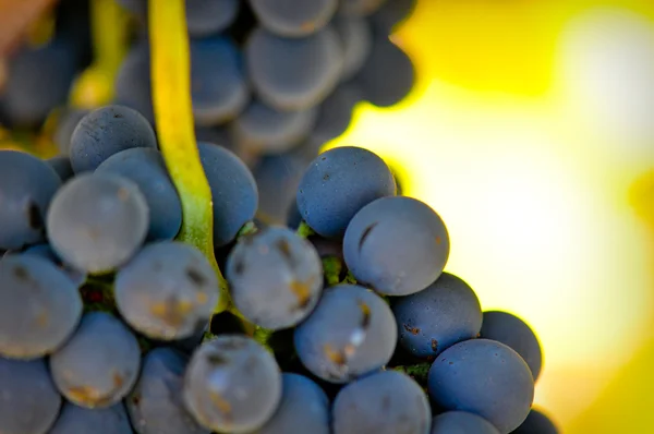 stock image Red Grapes