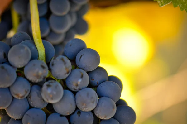 stock image Red Grapes