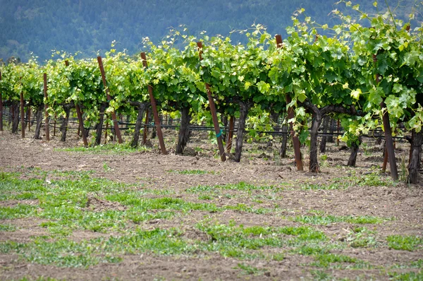 Rader av vinrankor i napa valley Kalifornien — Stockfoto