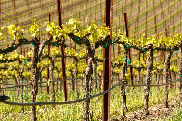 春天的葡萄园在加利福尼亚州纳帕 — 图库照片