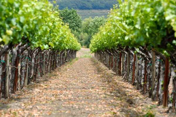 Vår vingård i napa valley Kalifornien — Stockfoto