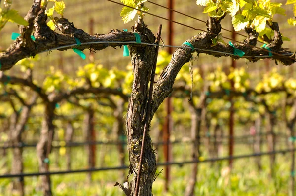 Весенний виноградник в Калифорнии — стоковое фото