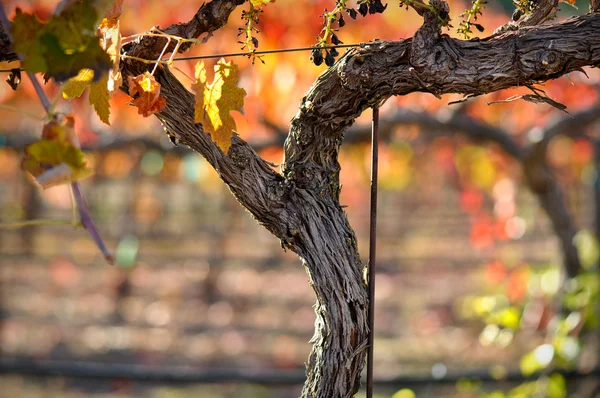 Primer plano de una vid de vino de uva roja —  Fotos de Stock