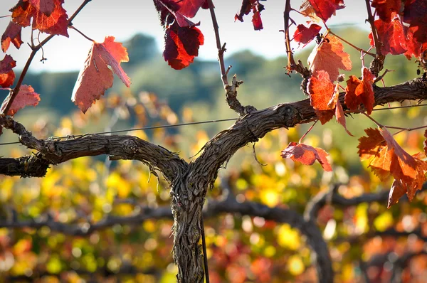Close up van een rode wijn wijnstok — Stockfoto
