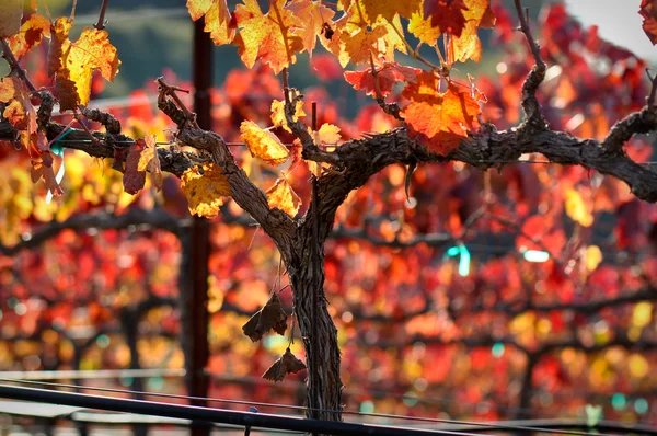 Närbild på en röd vin druvsorter — Stockfoto