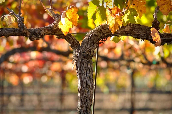 Close up van een rode wijn wijnstok — Stockfoto