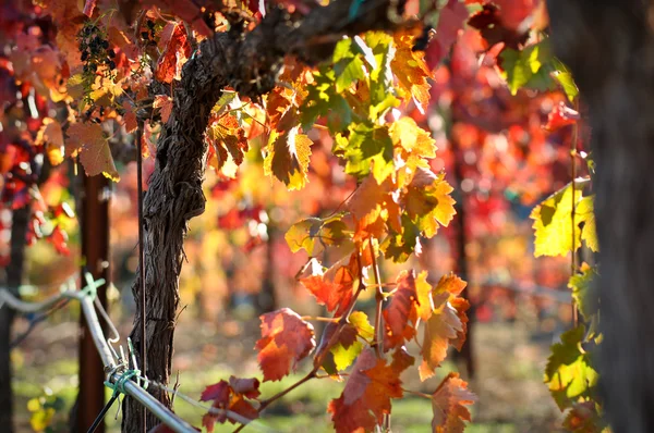 Close up de uma videira de vinho de uva vermelha — Fotografia de Stock
