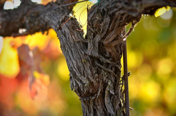 Gros plan d'une vigne rouge à vin de raisin — Photo