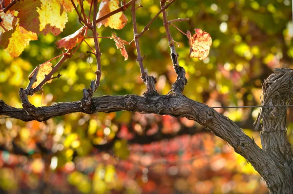 赤ブドウ ワインのクローズ アップ — ストック写真
