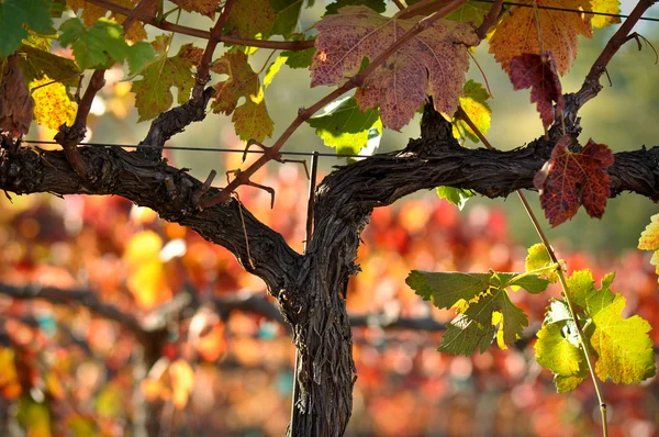 Hermosa viña del valle de Napa hojas de uva — Foto de Stock