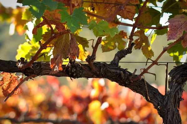 Vackra napa valley vingård druva lämnar — Stockfoto