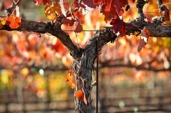 美丽的纳帕谷的葡萄园葡萄叶 — 图库照片