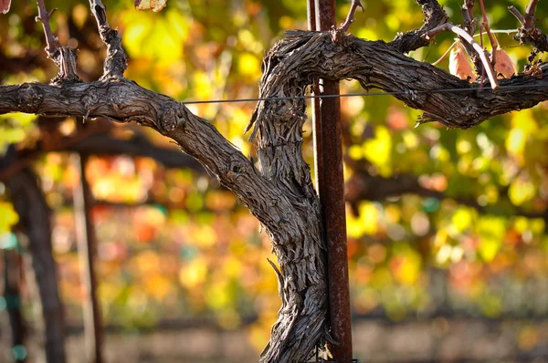 Vinha de vinho tinto — Fotografia de Stock