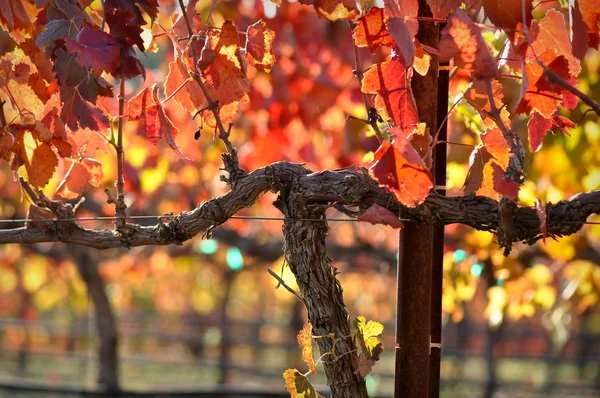 Red Wine Vine — Stock Photo, Image