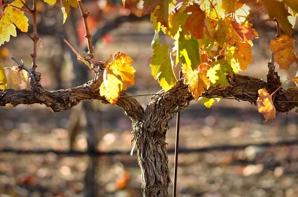 Close-up van rode wijn wijnstok — Stockfoto