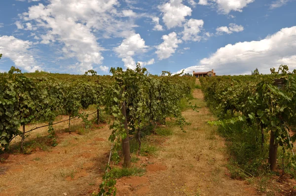 Виноградник голубое небо — стоковое фото