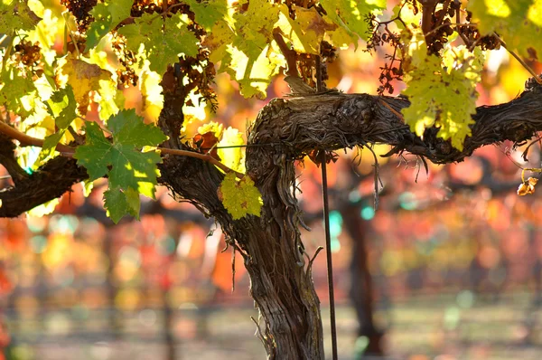 Wijngaarden in napa valley in de herfst — Stockfoto