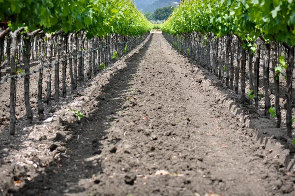 Виноградник долины Напа весной — стоковое фото
