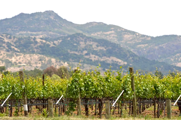 Vignoble de printemps à Napa Valley en Californie — Photo