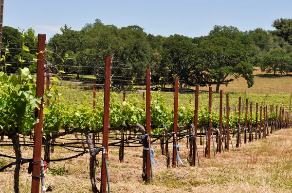 Виноградник летом — стоковое фото