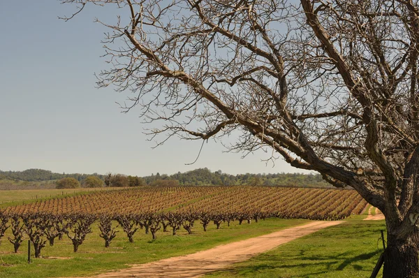 California Vineyard un jour de ciel bleu — Photo