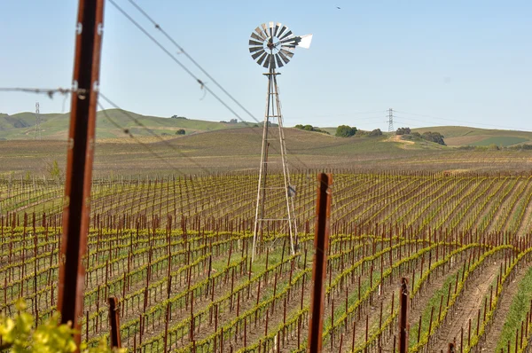 Vinhedo de Napa Califórnia com um moinho de vento — Fotografia de Stock