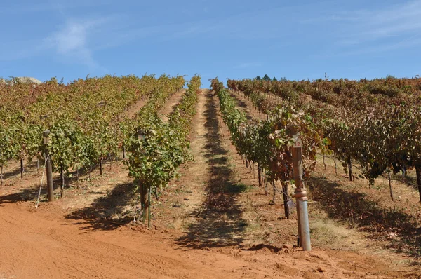 Виноградник с виноградниками в ряд — стоковое фото