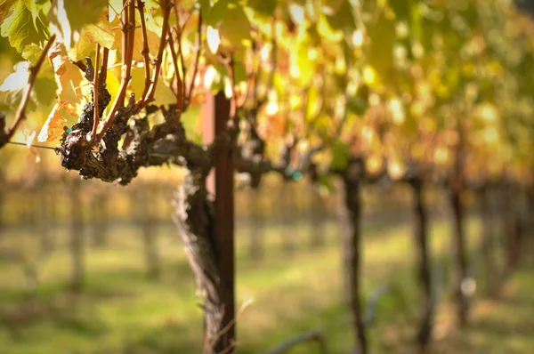 Prachtige wijngaarden in napa valley — Stockfoto