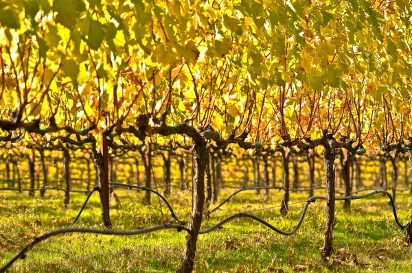 A Napa-völgyben gyönyörű szőlőskertek — Stock Fotó