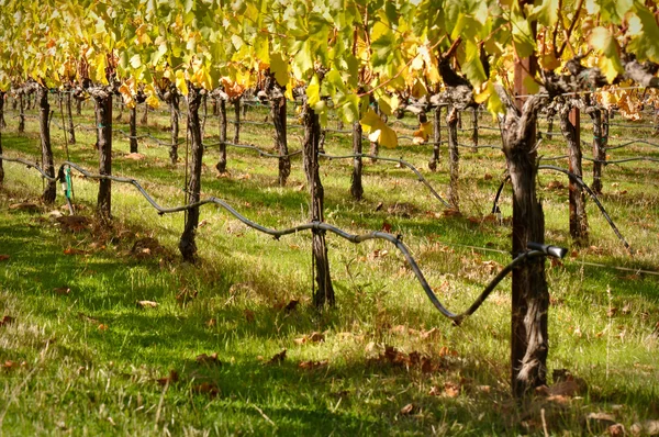 Prachtige wijngaarden in napa valley — Stockfoto