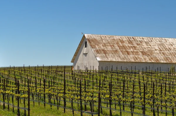 White Barn in Vineyard — Stockfoto