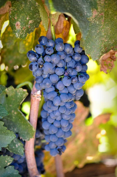 Wine Grapes on the Vine — Stock Photo, Image