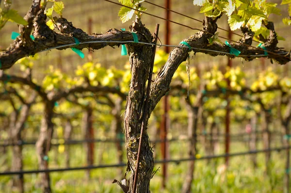 Виноградник весной Лицензионные Стоковые Изображения