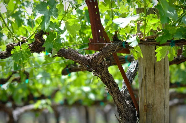Виноград весной Лицензионные Стоковые Изображения