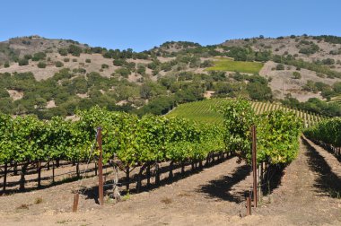 California'daki Napa valley winery