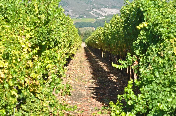 Калифорнийский виноградник летом — стоковое фото