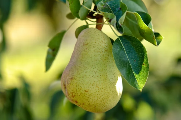 Pear on a Tree — Stock Photo, Image