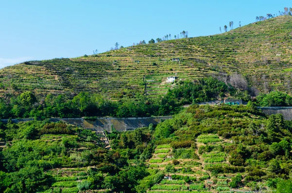 Vineyard in Tuscany — Stock Photo, Image
