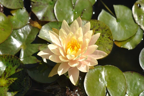 Lotusblume auf Lilienkissen — Stockfoto