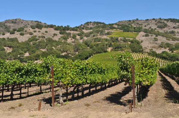 Napa Valley Winery в Калифорнии — стоковое фото