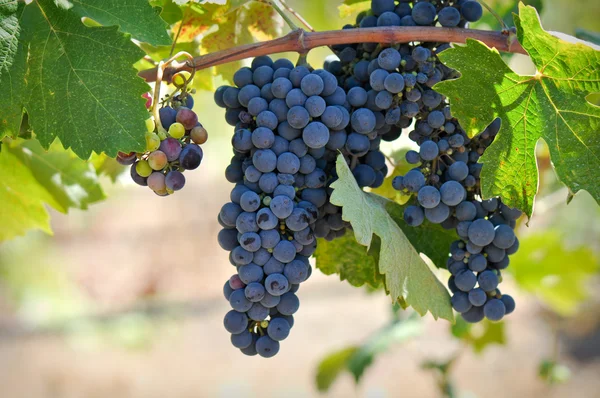 Rode druiven op de wijnstok — Stockfoto