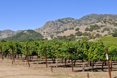 Napa Valley California Vineyard clipart