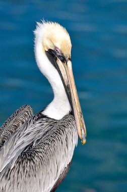 Pelican Portrait Close Up with Ocean in Background clipart