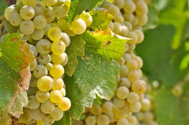 Chardonnay Grapes Close Up clipart