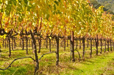 Vineyard in Fall clipart