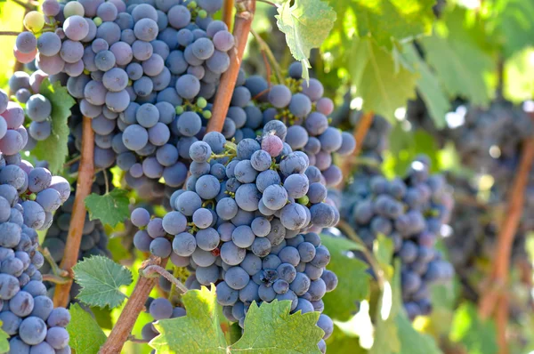 Raisins de vin rouge — Photo