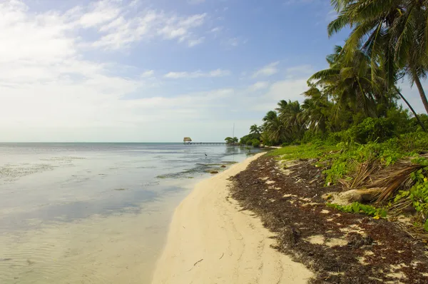 Caribisch strand in ambergris caye, belize — Stockfoto